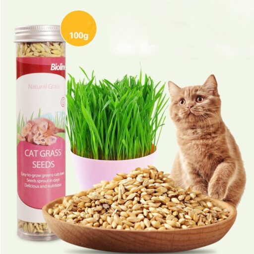 Bioline Cat Grass Seeds (100gm)