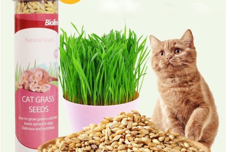 Bioline Cat Grass Seeds (100gm)
