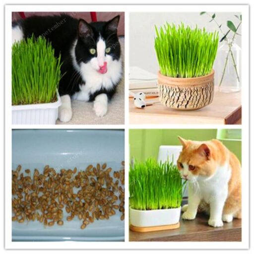 Cat Grass Seeds (2000 psc)