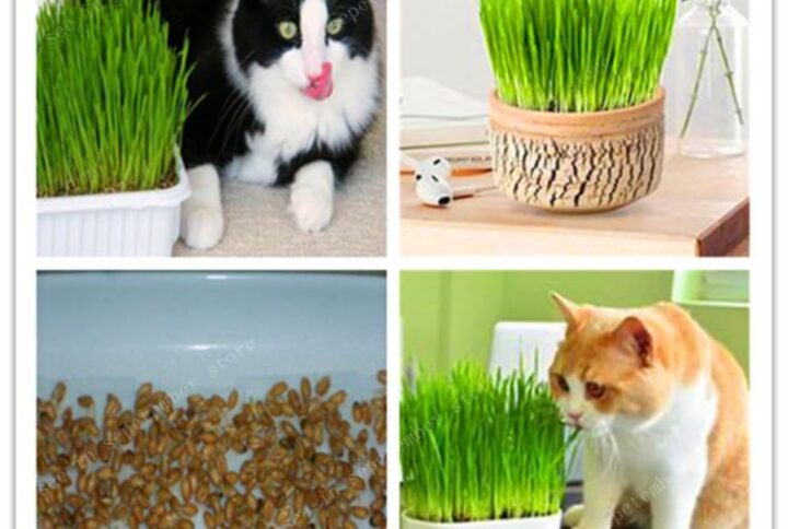 Cat Grass Seeds (2000 psc)